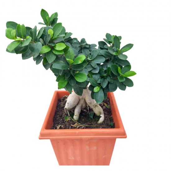 Ficus Bonsai