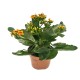 Kalanchoe Dean