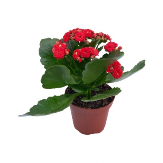 Kalanchoe Dean