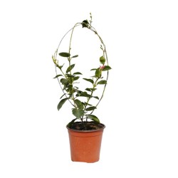 Mandevilla Mandevilla