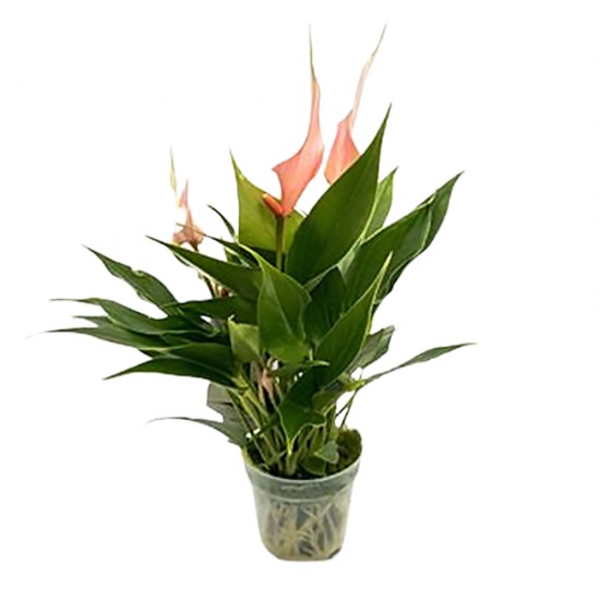 Anthurium Lilli