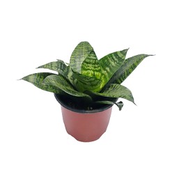 Snake dwarf  (Sansevieria) Snake dwarf  (Sansevieria)