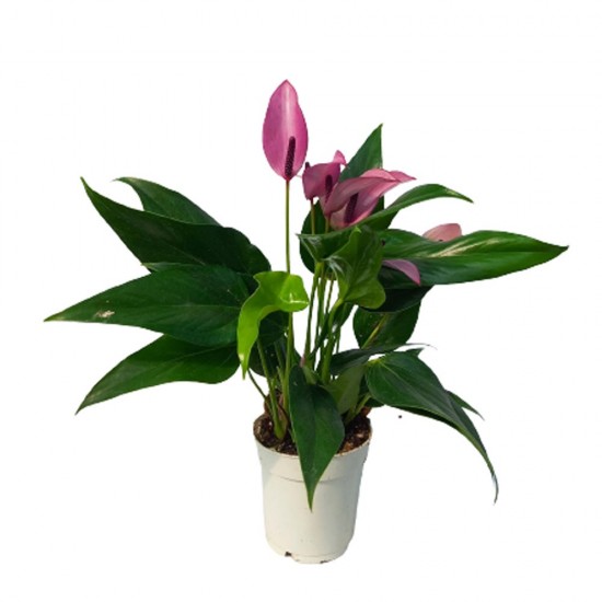 Anthurium Zizou