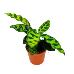 Calathea Insigne Calathea Insigne