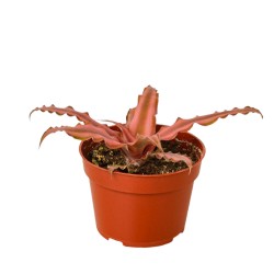 Earth Star (Cryptanthus ‘Pink Star’)