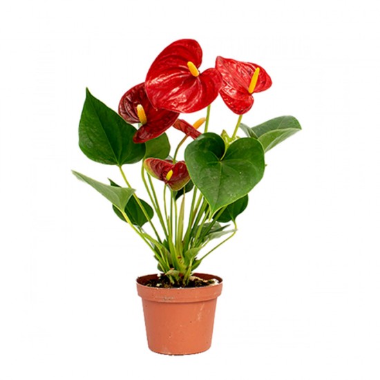 Anthurium Diamond Red