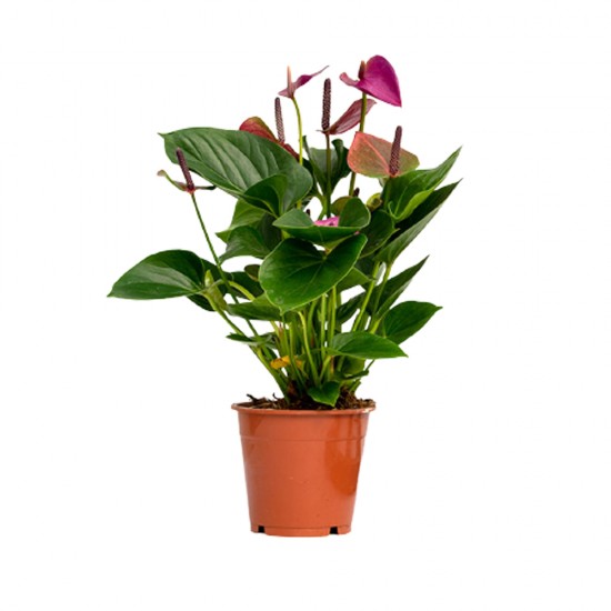 Anthurium Pure Purple