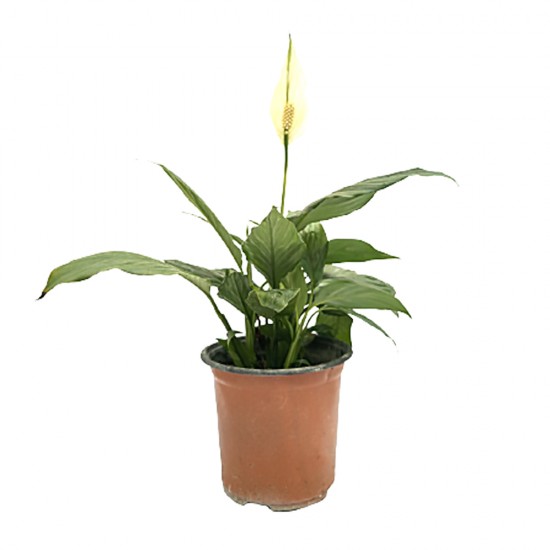 In-house peace lily