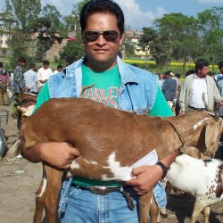 Dashain ko Khasi (20kg)